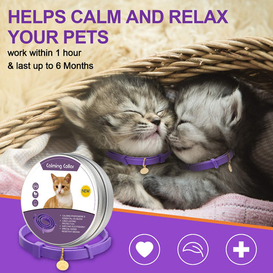 Is Your Cat Stressed? Here's Why and How to Help.