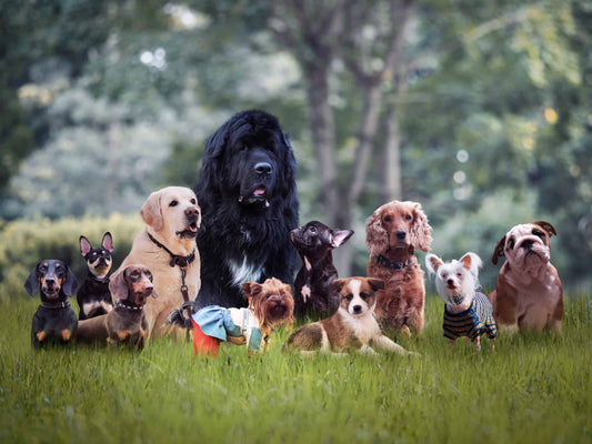 Top 10 Most Popular Dog Breeds & How to Pamper Them (Based on Your Lifestyle!)