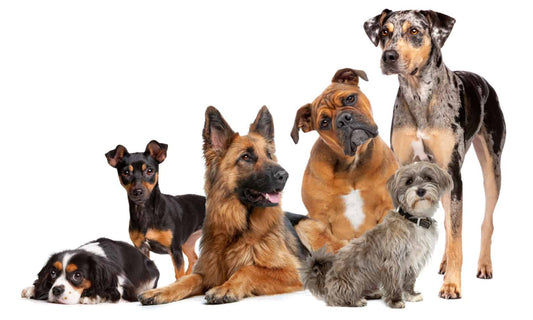 Find Your Furry Soulmate: Match Your Age & Personality to the Perfect Pooch!