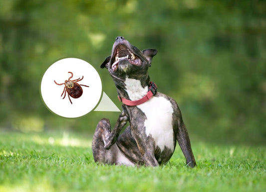 Flea & Tick Defense: Your Step-by-Step Guide to Protecting Your Pet