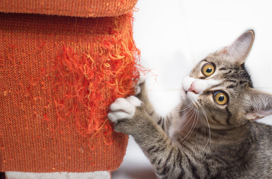 Why Do Cats Claw Furniture and How to Stop It: A Step-by-Step Guide