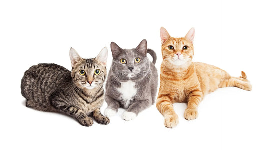 Purr-fect Match: Discover Which Cat Color & Breed Aligns With Your Personality!