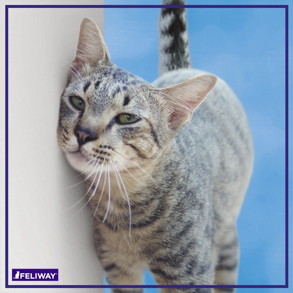 FELIWAY CLASSIC 30 Day Starter Kit - Comforts Cats at Home & Helps Control Unwanted Urine Spraying, Cat Scratching and Hiding (incl. FELIWAY Cat Diffuser LMH19 & FELIWAY Refill C238)