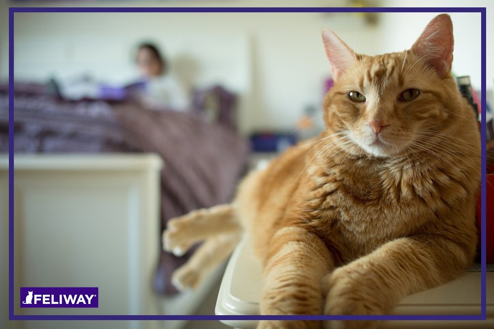FELIWAY CLASSIC 30 Day Starter Kit - Comforts Cats at Home & Helps Control Unwanted Urine Spraying, Cat Scratching and Hiding (incl. FELIWAY Cat Diffuser LMH19 & FELIWAY Refill C238)