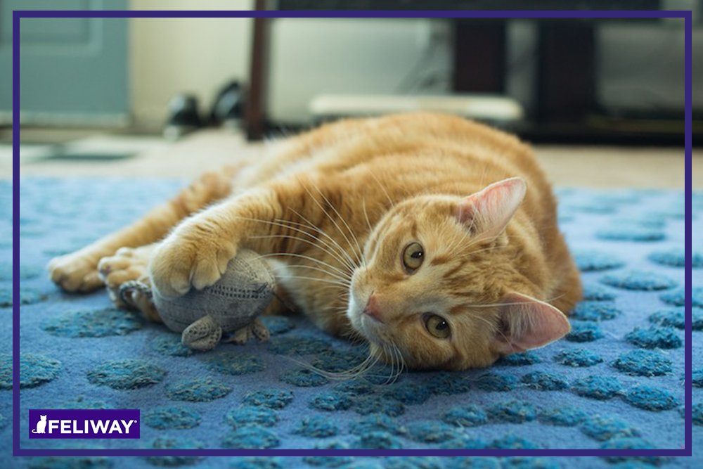 FELIWAY CLASSIC 30 Day Starter Kit - Comforts Cats at Home & Helps Control Unwanted Urine Spraying, Cat Scratching and Hiding (incl. FELIWAY Cat Diffuser LMH19 & FELIWAY Refill C238)