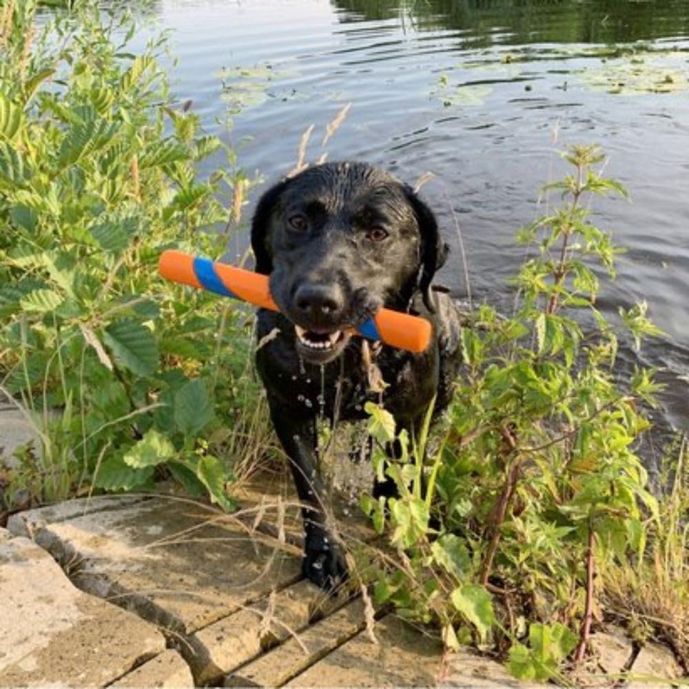 Chuckit! Jouet interactif pour chien Ultra Fetch Stick - Jouet d'extérieur de 30 cm pour chiens de toutes races