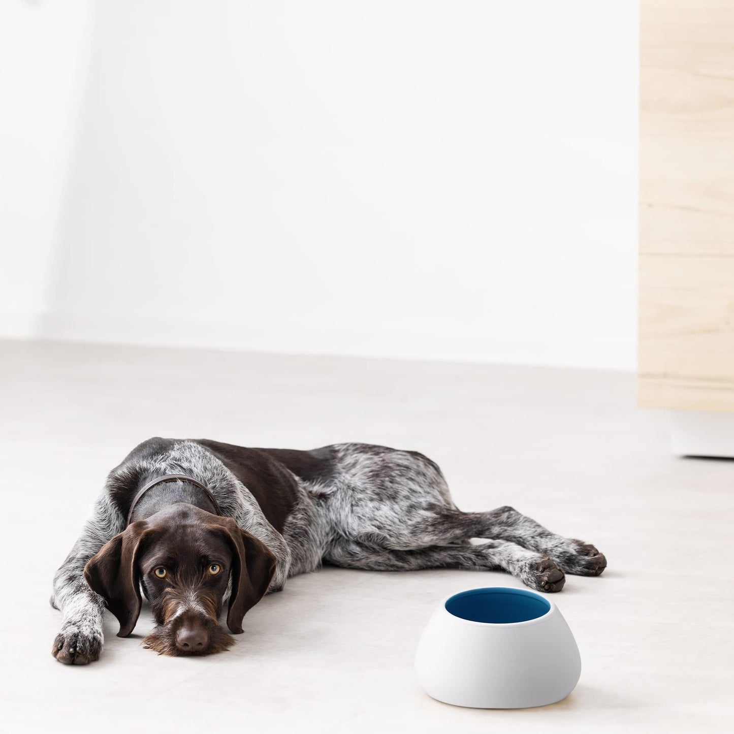 Gamelle en céramique Navaris pour chiens à longues oreilles, pour eau et nourriture, pour épagneuls, beagles, bassets, etc., anti-fuite, blanche à l'extérieur et bleue à l'intérieur.