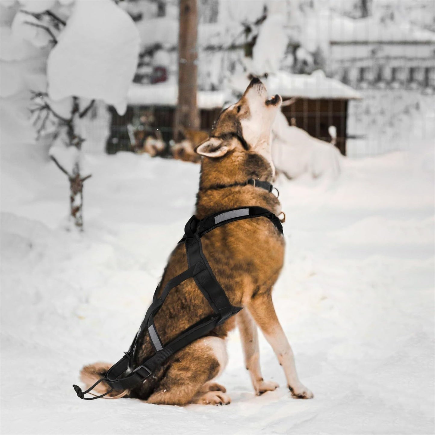 Harnais de traction réglable et robuste pour chien, en nylon imperméable avec bandes réfléchissantes, pour la course et le traîneau, pour les grandes races, le bikejoring, le skijoring, le canicross et le traîneau à chiens (noir, M)