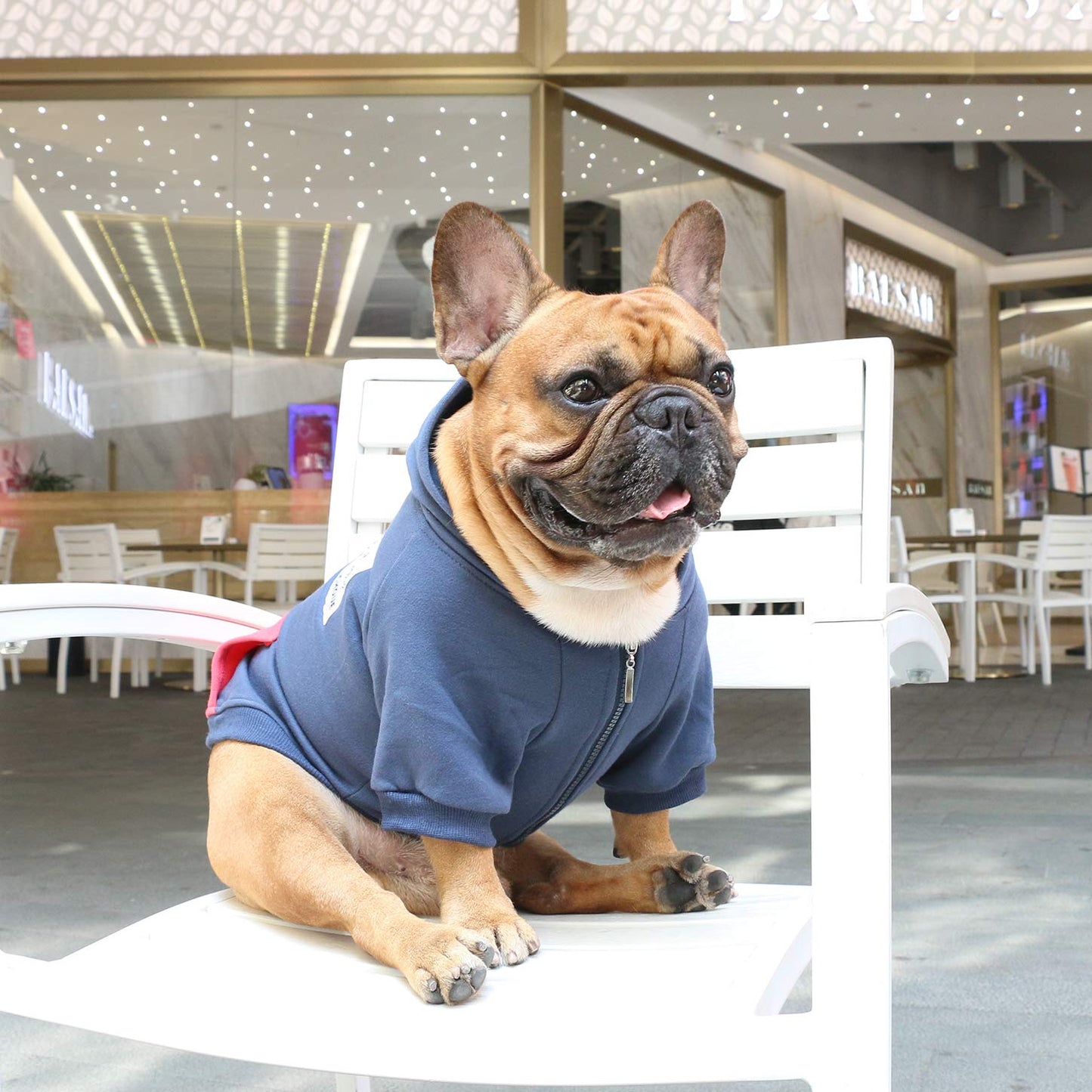 iChoue Pet Clothes Sweat à capuche zippé pour chien Bouledogue français Frenchie Carlin Corgi Chiot Manteau d'hiver chaud en coton Bleu marine Taille S