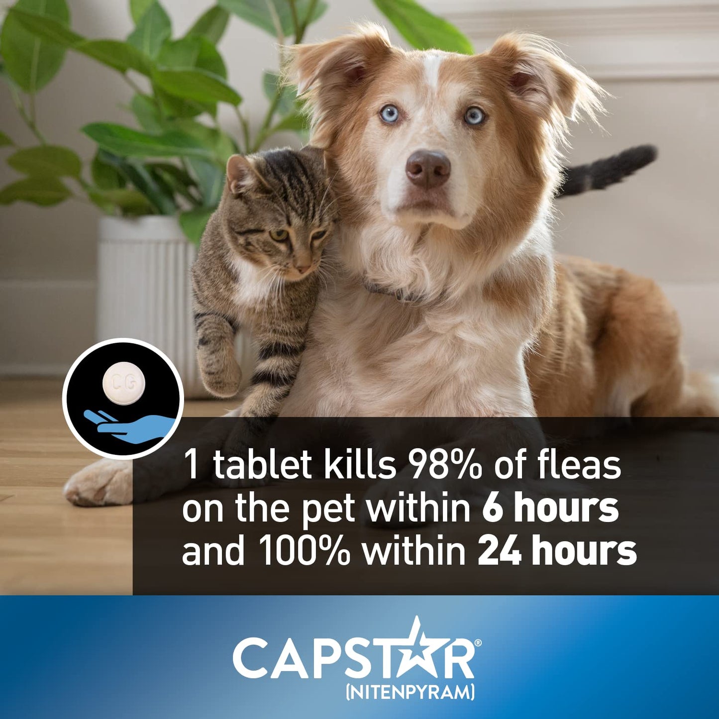 Traitement oral antipuces Capstar pour petits chiens et chats de 1 à 11 kg - paquet de 6