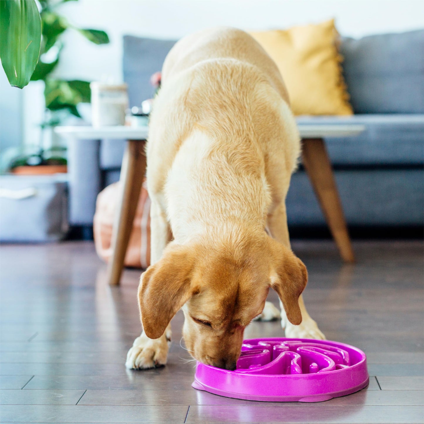 Gamelle lente Outward Hound Fun Feeder, grande gamelle pour chien, 4 tasses, violet