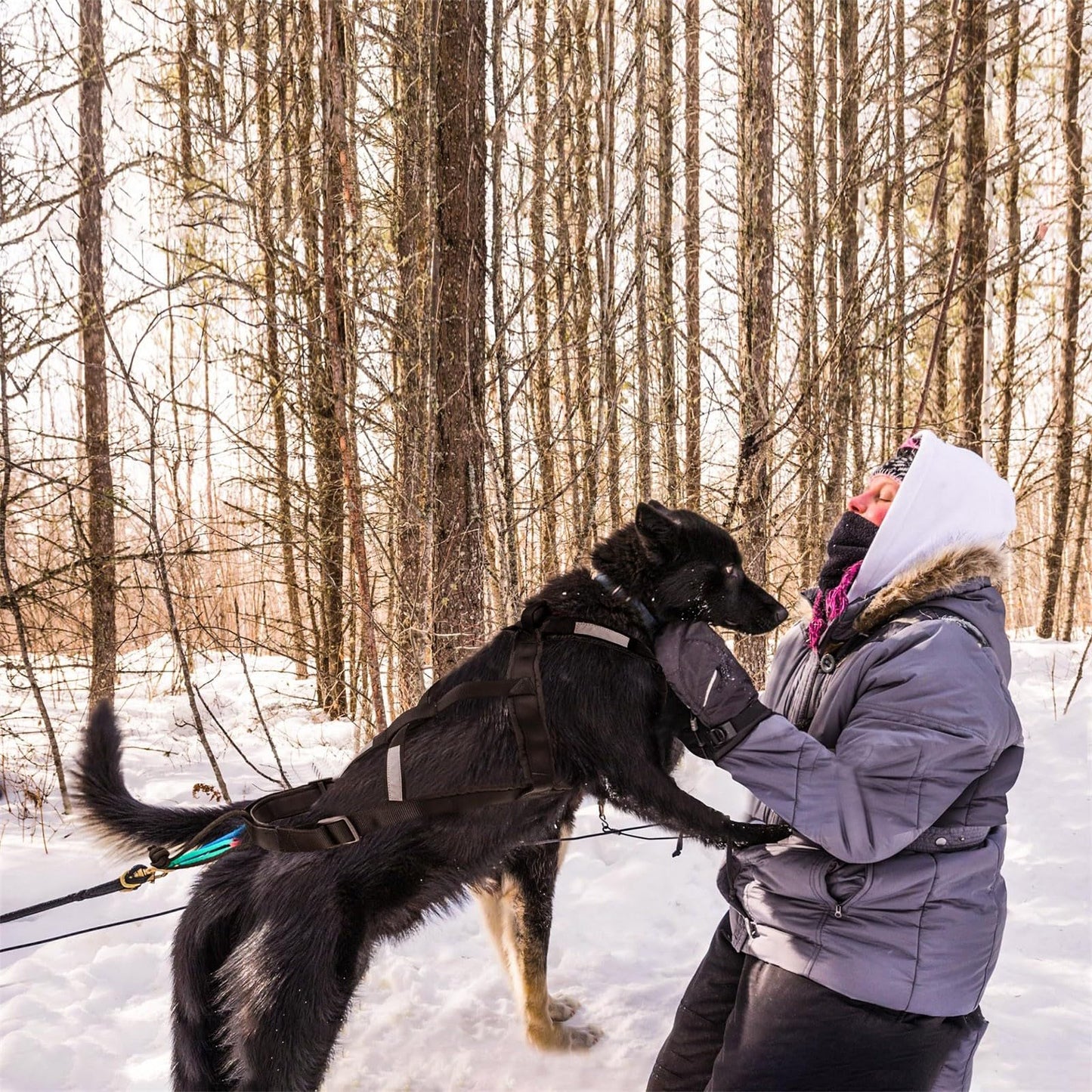 Harnais de traction réglable et robuste pour chien, en nylon imperméable avec bandes réfléchissantes, pour la course et le traîneau, pour les grandes races, le bikejoring, le skijoring, le canicross et le traîneau à chiens (noir, M)