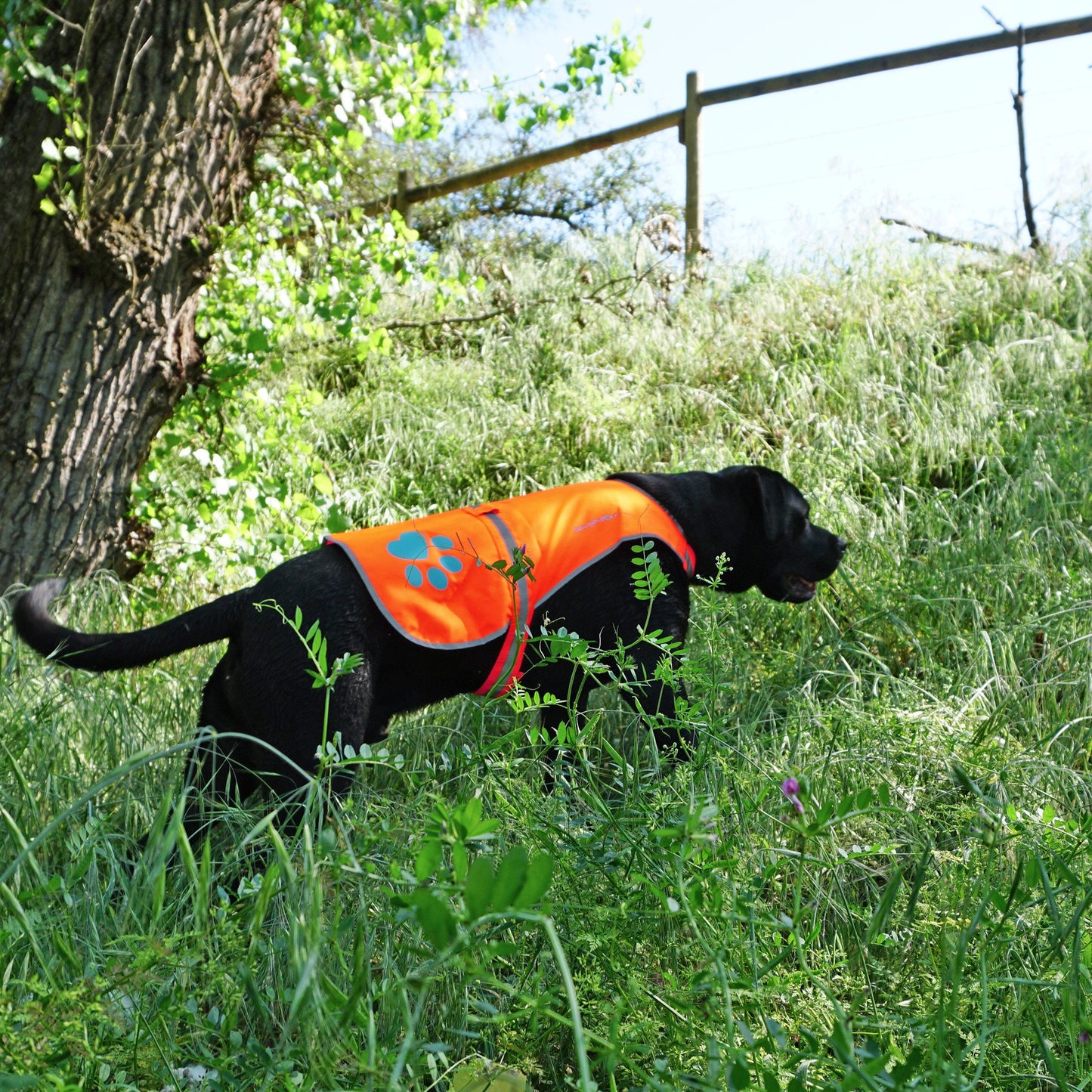 SafetyPUP XD Dog Reflective Vest. Blaze Orange Hi Vis Dog Vest Protects Dogs from Cars & Hunting Accidents (XL)