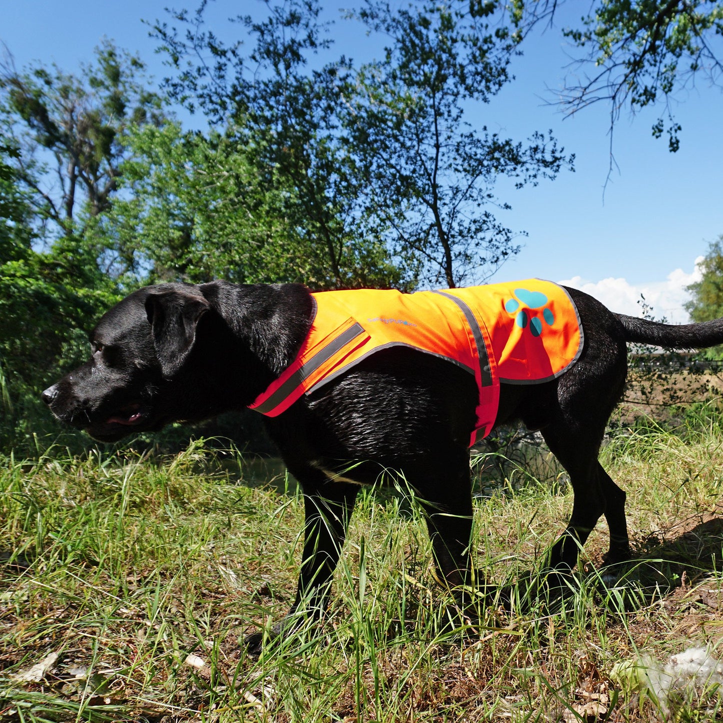 SafetyPUP XD Dog Reflective Vest. Blaze Orange Hi Vis Dog Vest Protects Dogs from Cars & Hunting Accidents (XL)