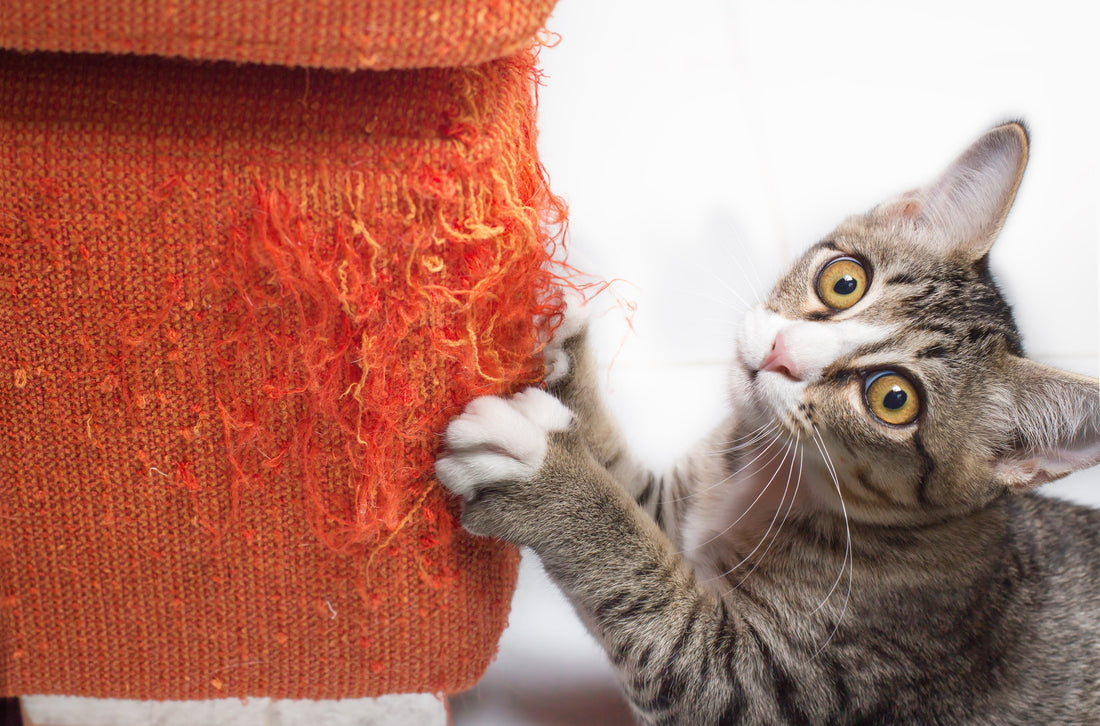 Why Do Cats Claw Furniture and How to Stop It: A Step-by-Step Guide