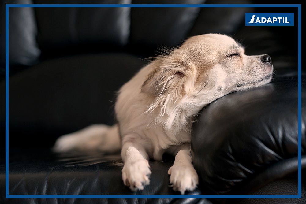 ADAPTIL Refill 3-Pack - Calms & Comforts Dogs at Home, When Home Alone or During Loud Noises & Stressful Events - Use ADAPTIL for Dogs with ADAPTIL Diffusers (90 Day Supply, ADAPTIL Refill C133)
