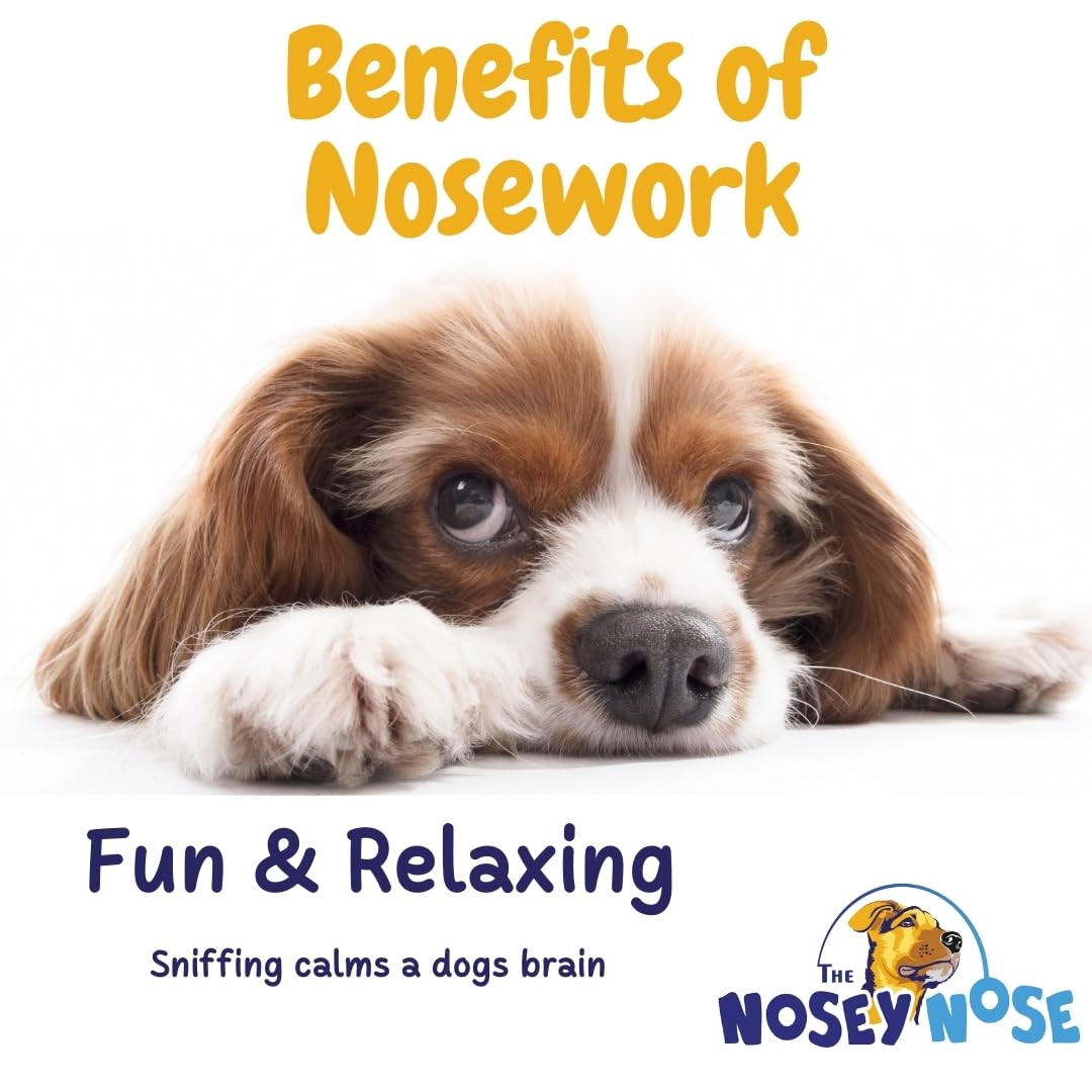 The Nosey Nose Dog Scent Training Kit - Clove Scent Zipper Pouch with Bag & Brain Puzzle Games - Nosework Scentwork Games for All Ages Dog