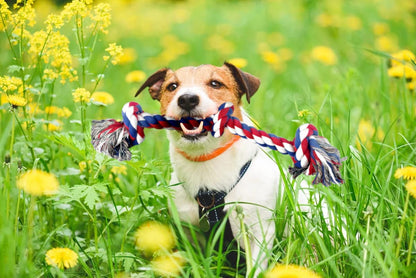 PetBox Knotted Rope Chew Toy for Dogs - Large Three Knot 20"