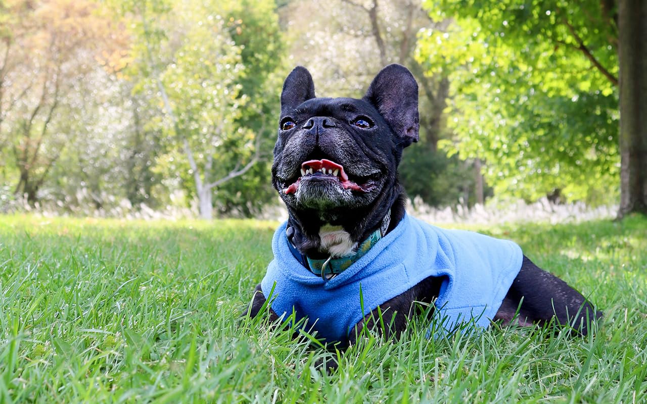 JACKO & CO - Fleece Vest Sweater with Leash Ring - Soft Lightweight Breathable for Puppies Small Medium Dogs, Kitten, Cats, Chihuahua - Warm for Fall/Autumn/Winter (Blue, L (10-16lbs))