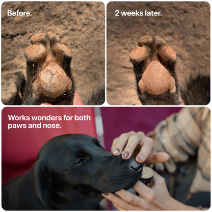 (Entreprise canadienne) Baume pour pattes de chien Säker pour l'hiver | Fabriqué au Canada | Protection des pattes pour chiens approuvée par les vétérinaires pour la neige froide | Baume apaisant pour pattes sèches, crevassées et rugueuses (57 g)