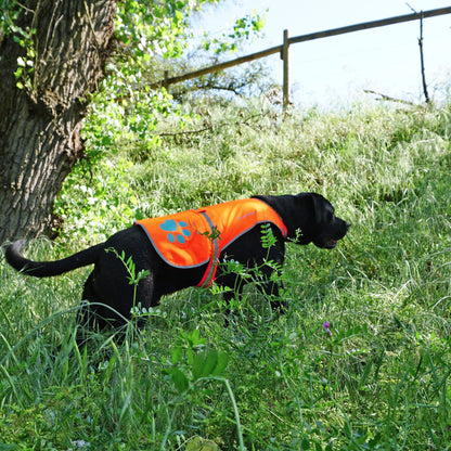 SafetyPUP XD Dog Reflective Vest. Blaze Orange Hi Vis Dog Vest Protects Dogs from Cars & Hunting Accidents (XL)